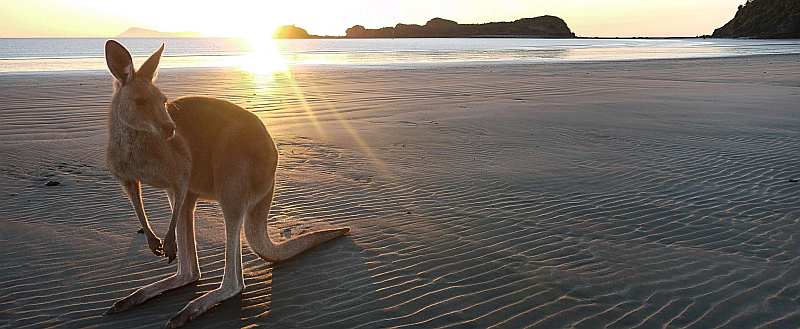 Kangaroo Beach